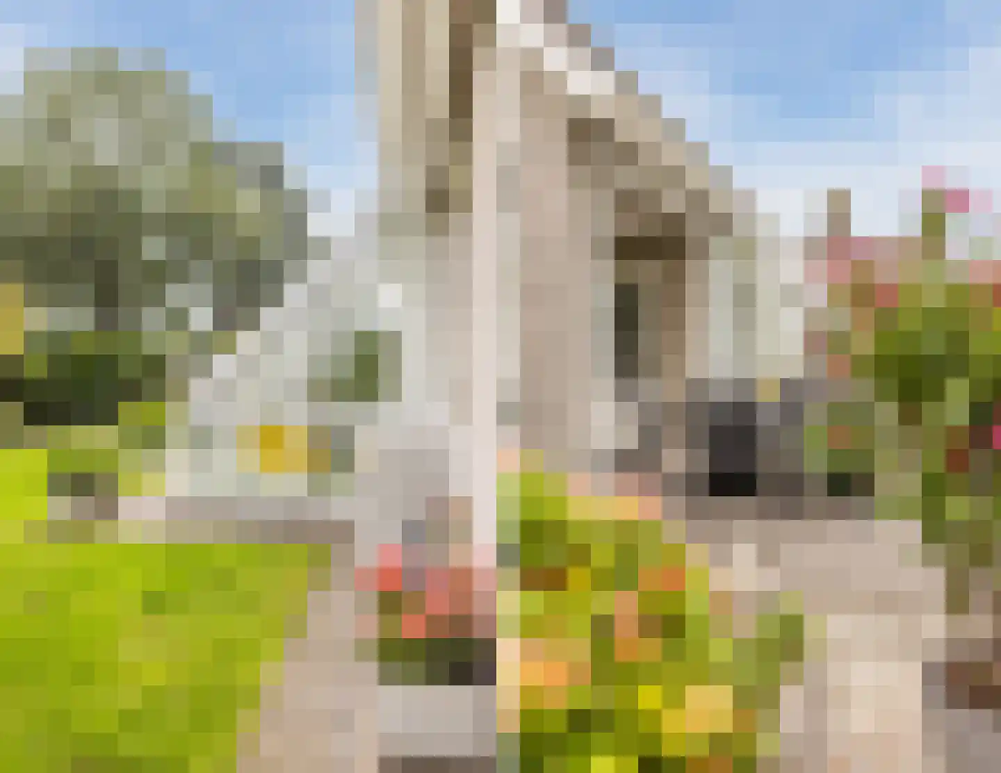 Vogelwikke 3 Udenhout thumbnail 49