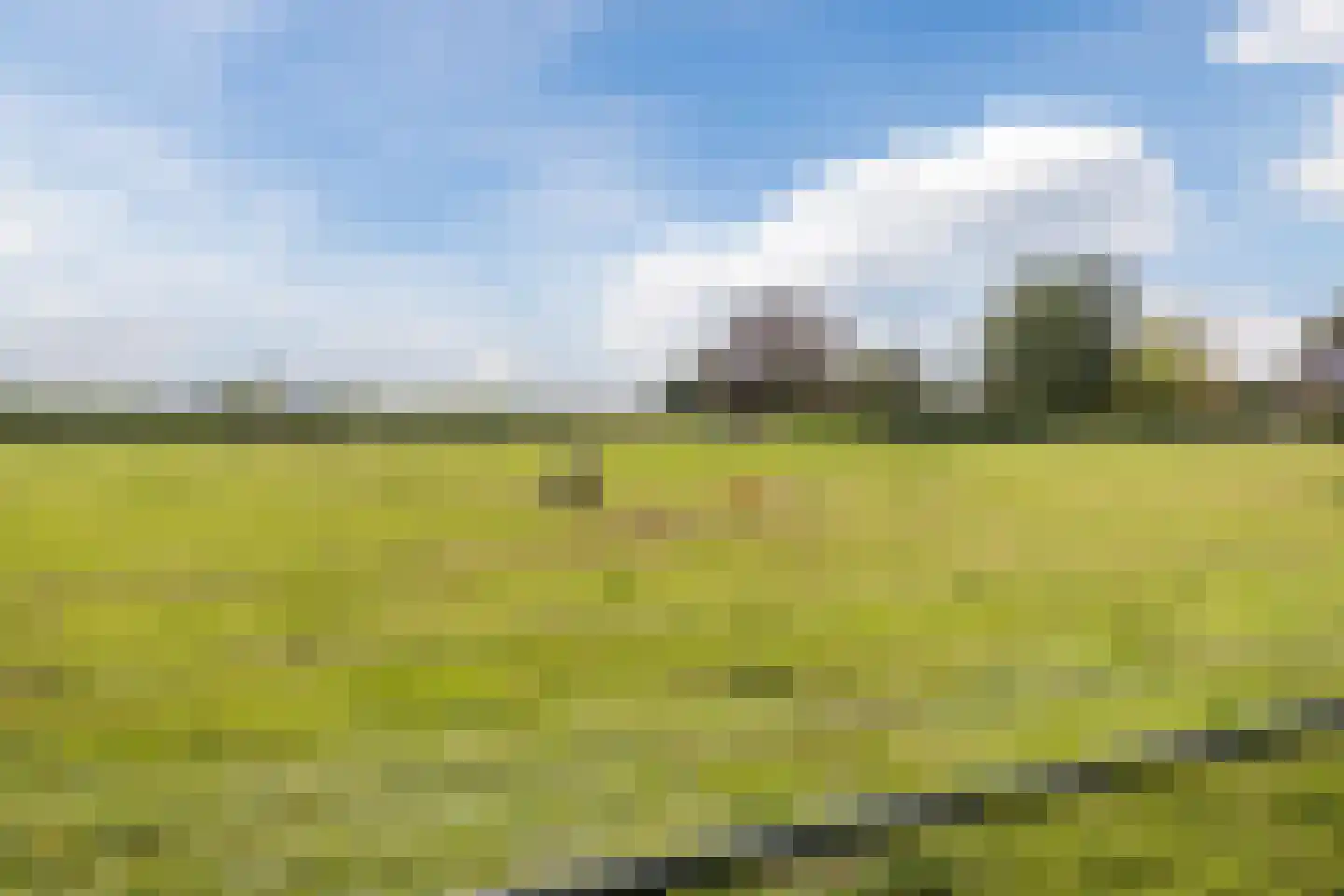 Vogelwikke 3 Udenhout thumbnail 53