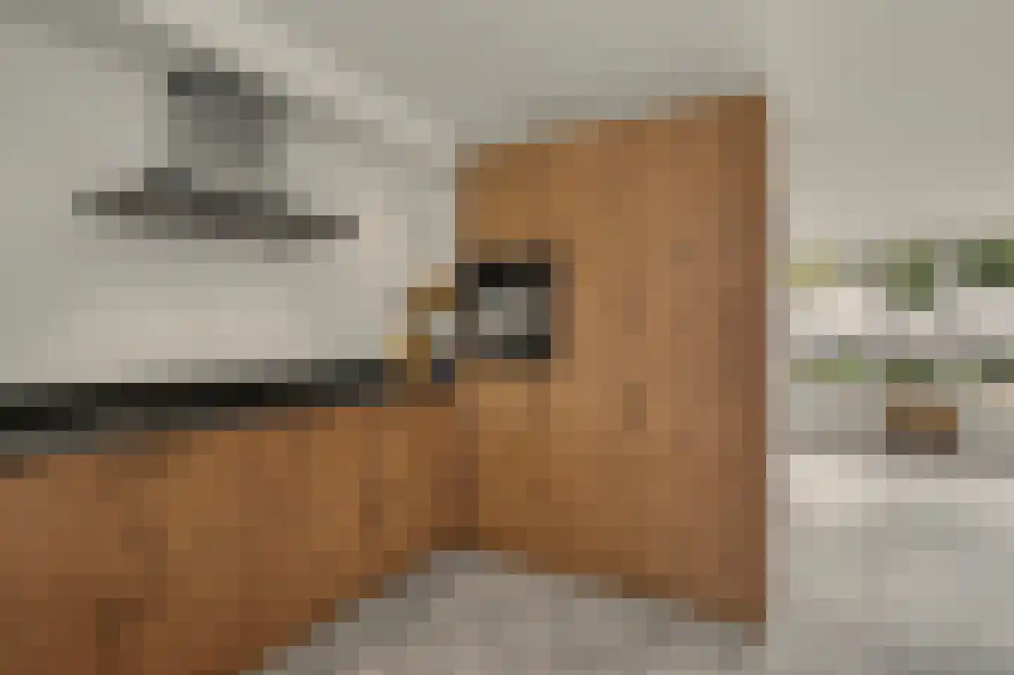 Vogelwikke 38 Bladel thumbnail 19