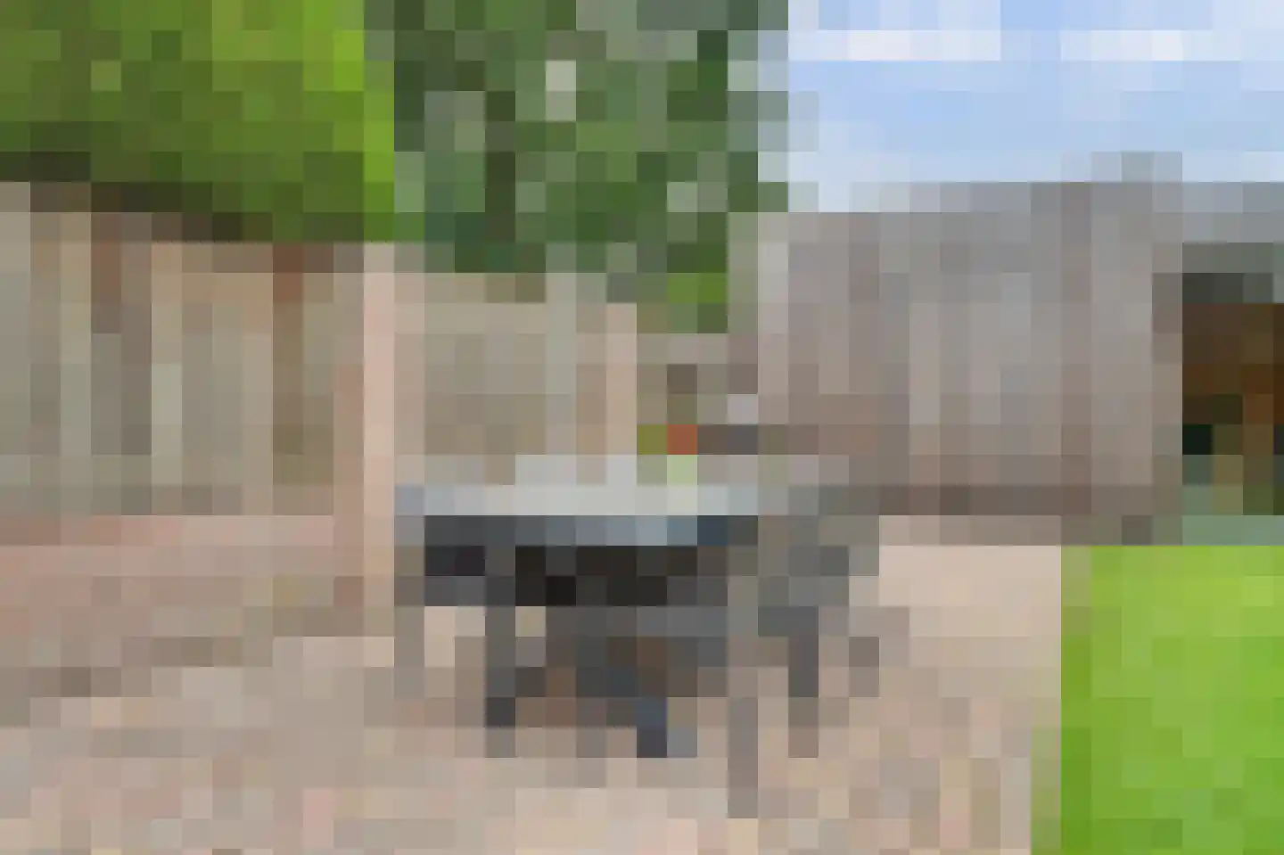 Vogelwikke 38 Bladel thumbnail 45