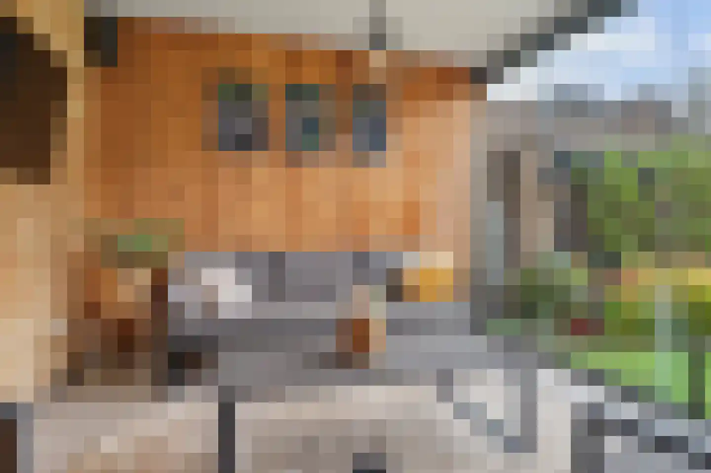 Vogelwikke 38 Bladel thumbnail 48