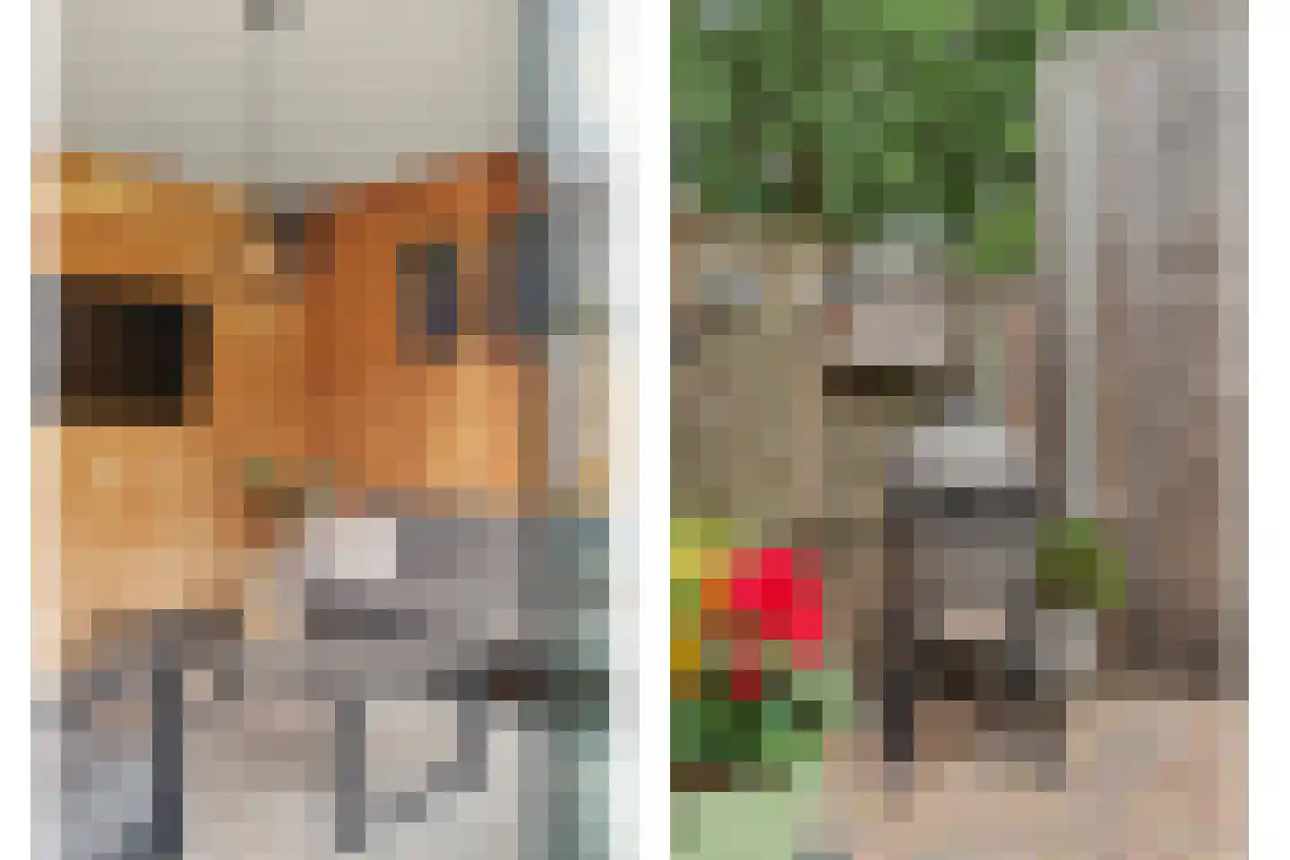 Vogelwikke 38 Bladel thumbnail 49