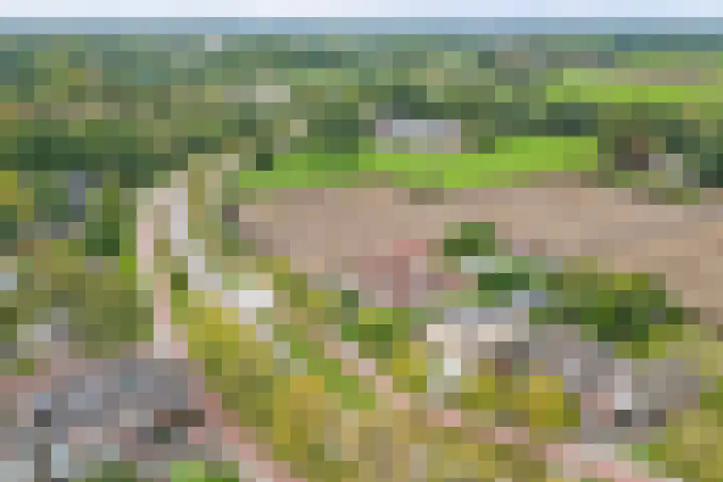 Vogelwikke 38 Bladel thumbnail 55