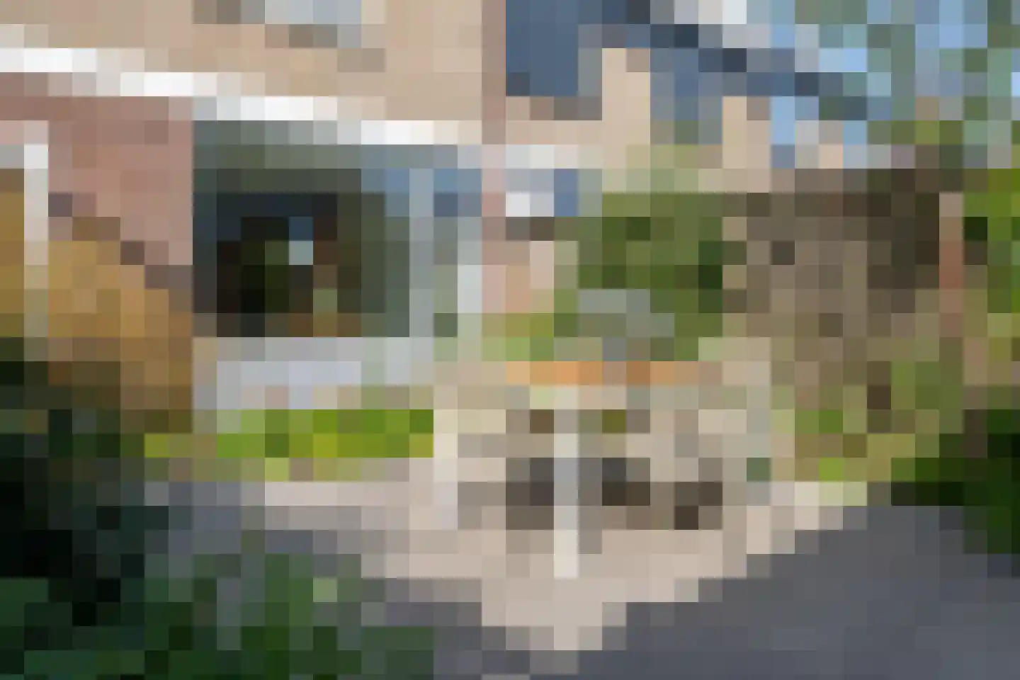 Vogelwikke 6 Bergschenhoek thumbnail 16