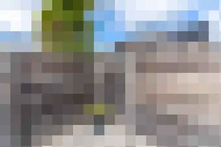 Vogelwikke 6 Venray thumbnail 15