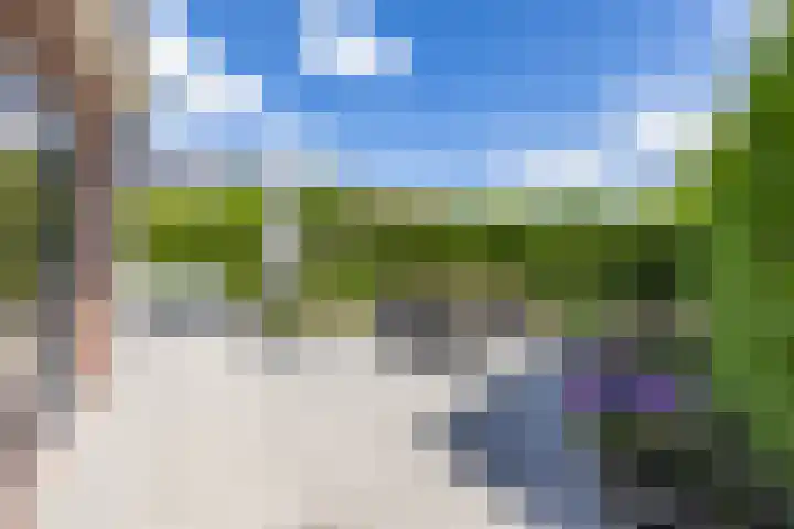 Vogelwikke 7 Roden thumbnail 39