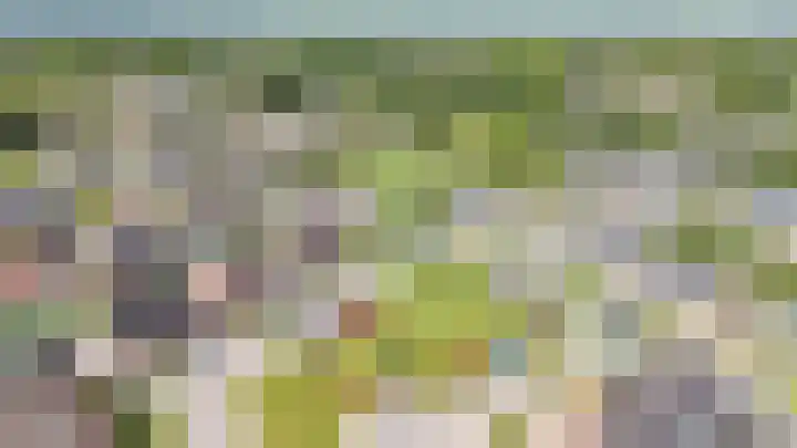 Vogelwikke 7 Roden thumbnail 67