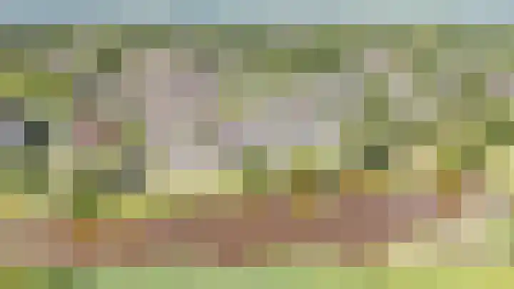 Vogelwikke 7 Roden thumbnail 70
