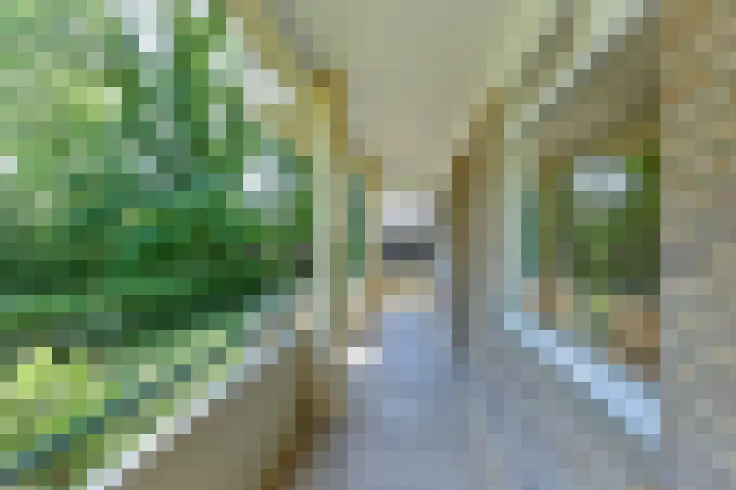 Vogelwikke 79 Emmen thumbnail 13