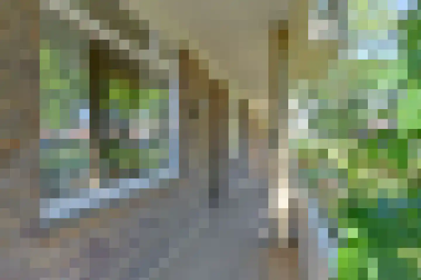 Vogelwikke 79 Emmen thumbnail 15
