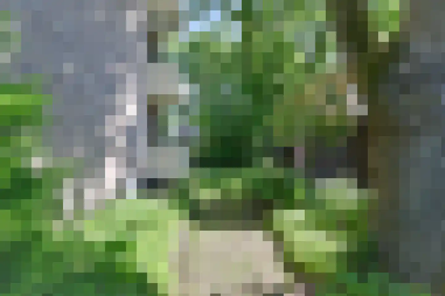 Vogelwikke 79 Emmen thumbnail 63
