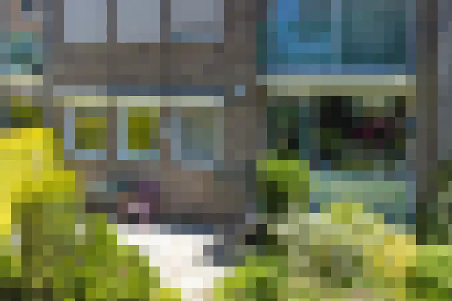 Vogelwikke 79 Emmen thumbnail 64