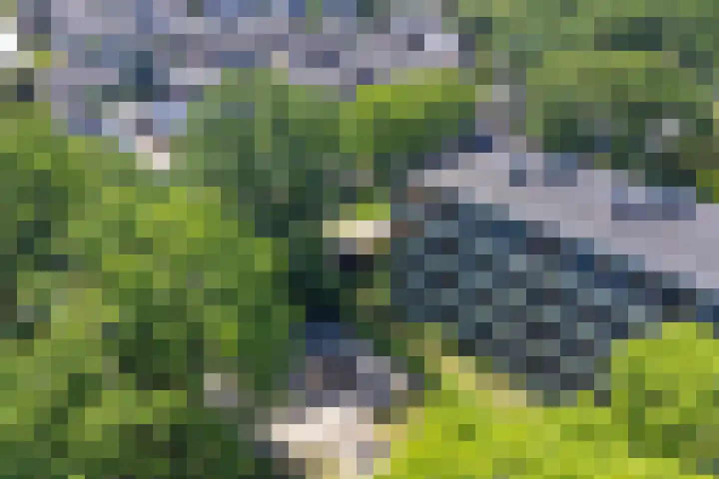 Vogelwikke 79 Emmen thumbnail 65