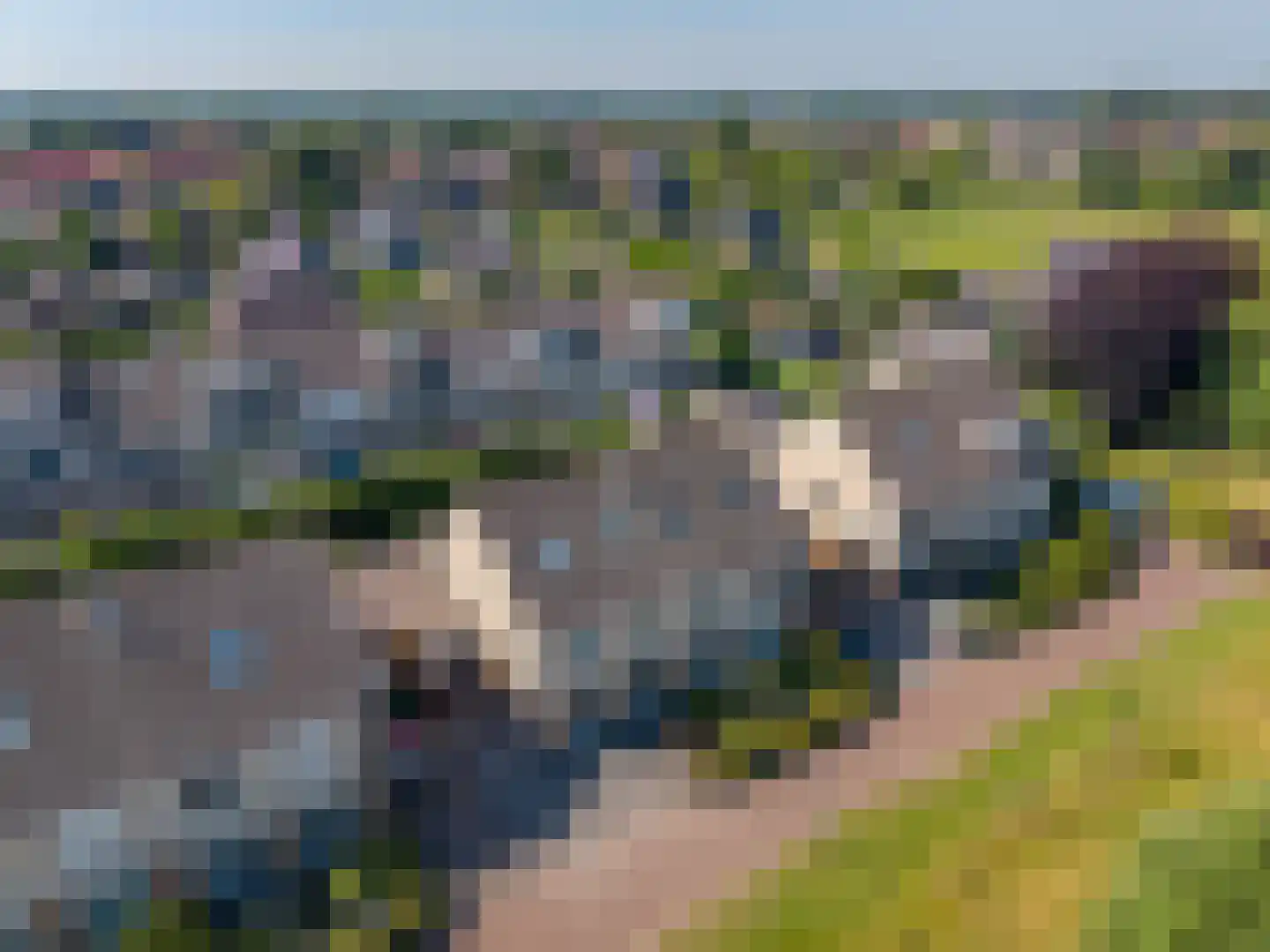 Vogelwikke 8 Elburg thumbnail 51