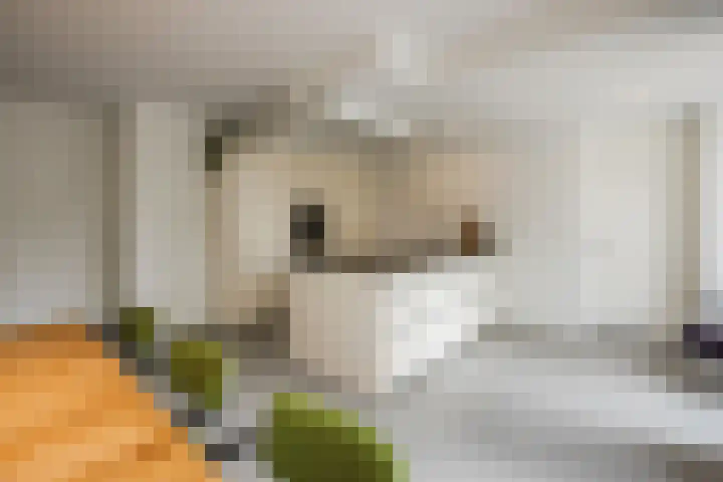 Vogelwikke 9 Meppel thumbnail 13