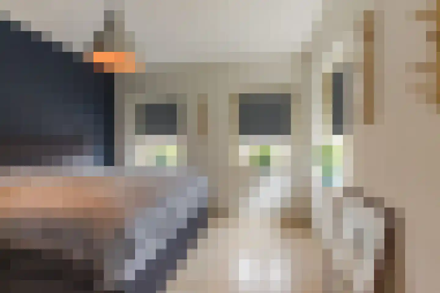 Vogelwikke 9 Meppel thumbnail 17