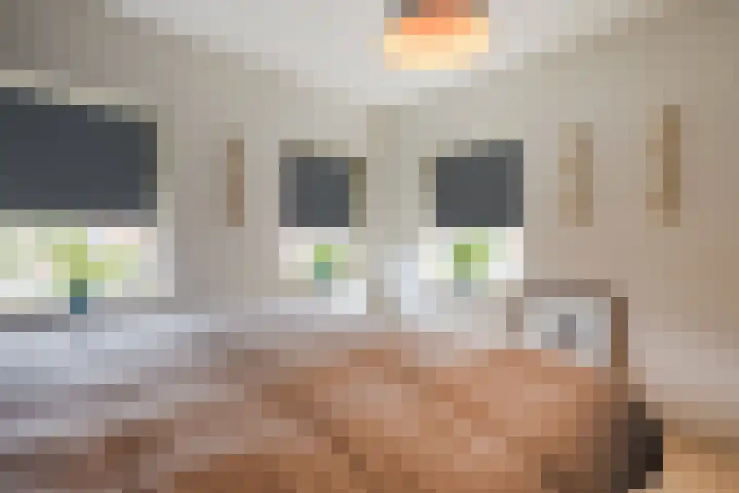 Vogelwikke 9 Meppel thumbnail 19