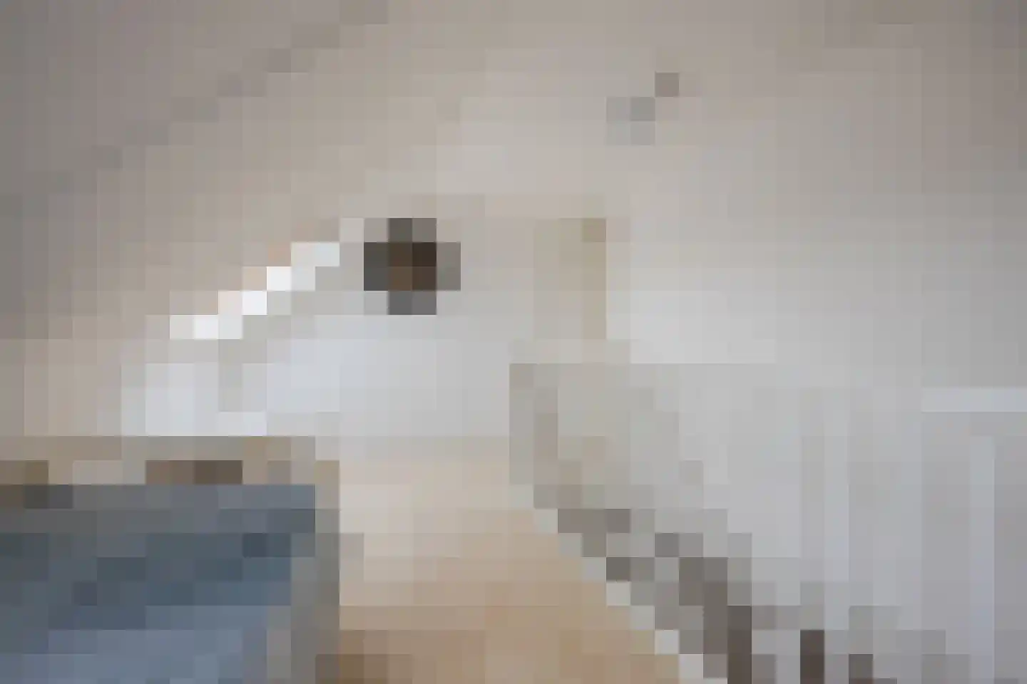 Vogelwikke 9 Meppel thumbnail 28