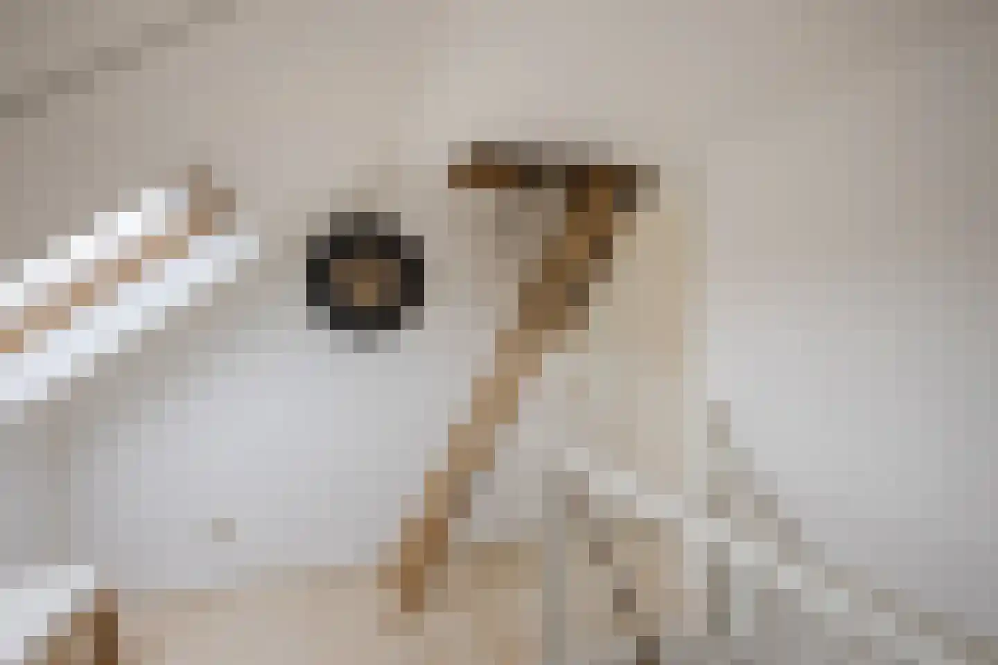 Vogelwikke 9 Meppel thumbnail 33