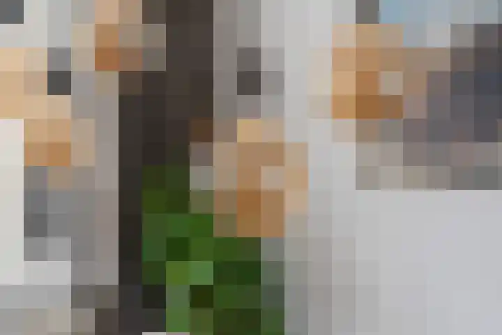 Vogelwikke 91 Emmen thumbnail 22