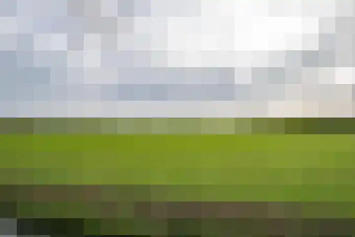 Vogelwikke 91 Emmen thumbnail 32