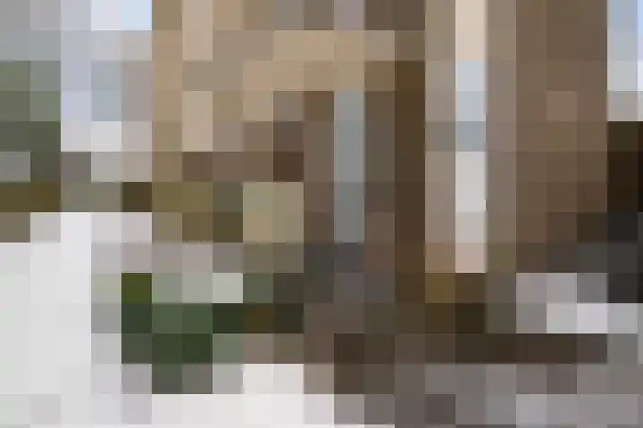 Vogelwikke 91 Emmen thumbnail 42