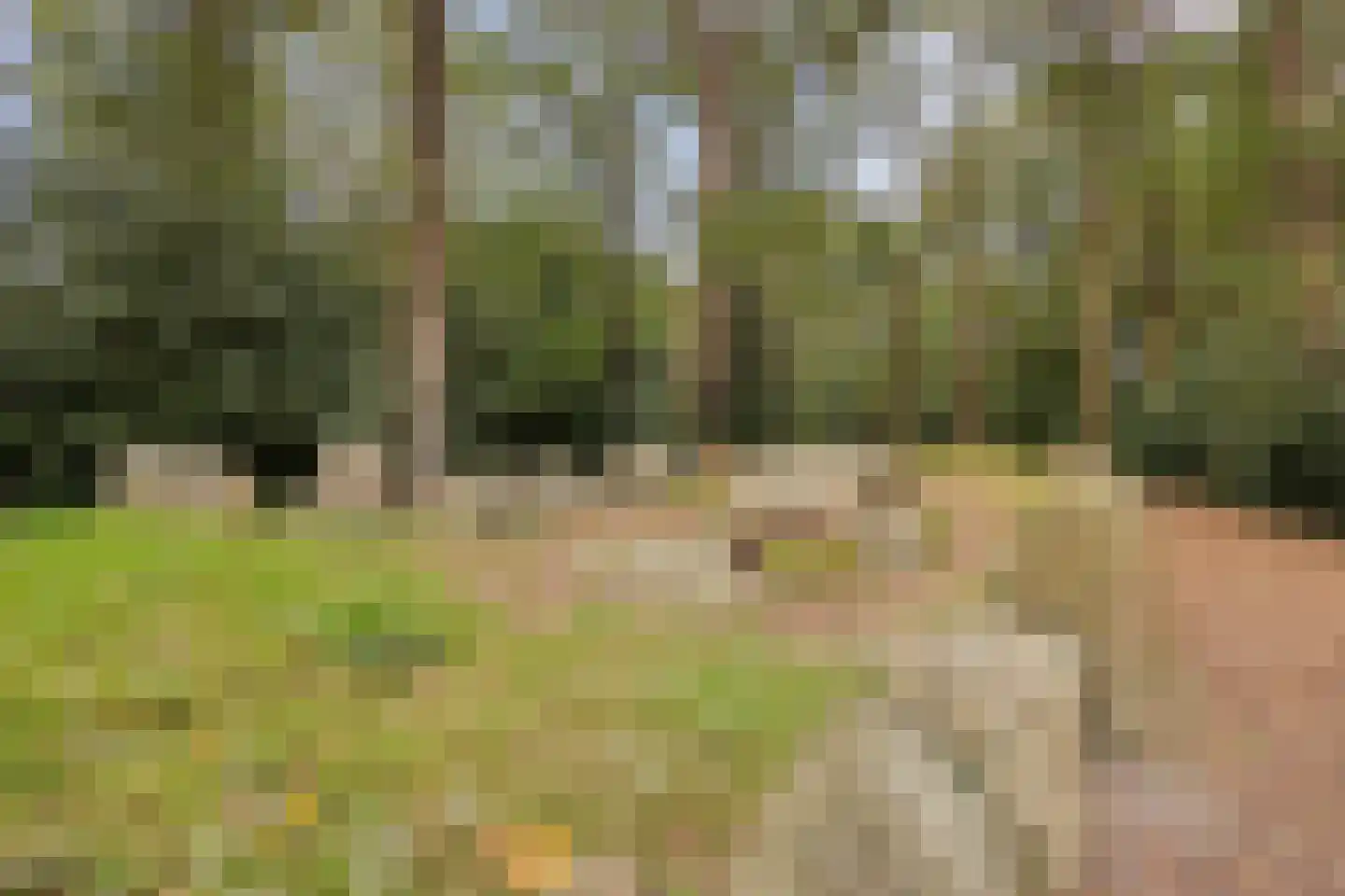 Vogelwikke 93 Emmen thumbnail 22