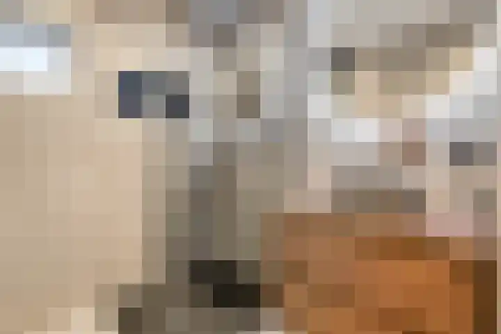 Vogelwikkeveld 13 Woerden thumbnail 21