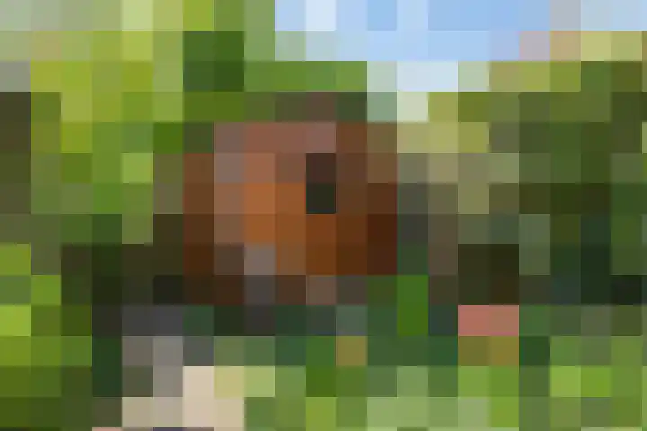 Vogelwikkeveld 20 Woerden thumbnail 28