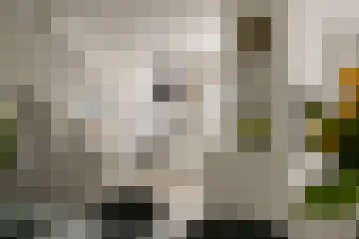 Vogelzand 2270 Julianadorp thumbnail 17