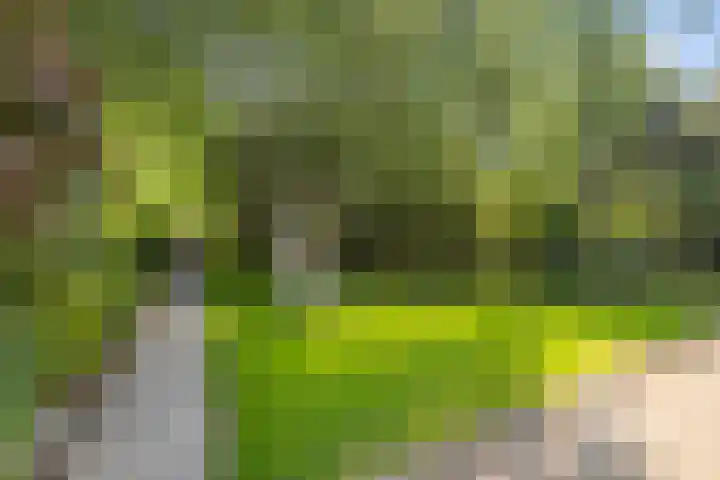 Vogelzand 2270 Julianadorp thumbnail 4
