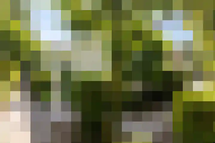 Vogelzand 2270 Julianadorp thumbnail 5