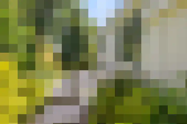 Vogelzand 2270 Julianadorp thumbnail 6