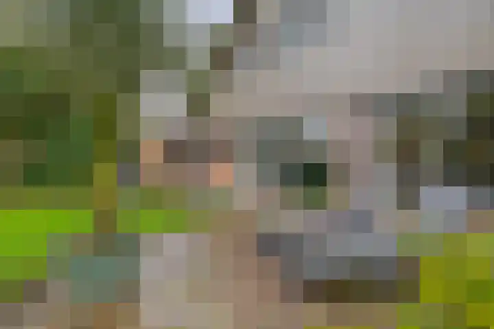 Vogelzand 3102 Julianadorp thumbnail 16