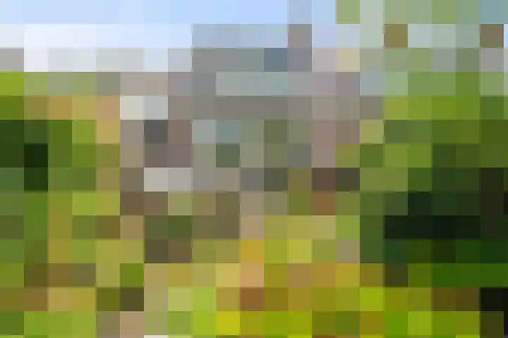 Vogelzand 3222 Julianadorp thumbnail 7
