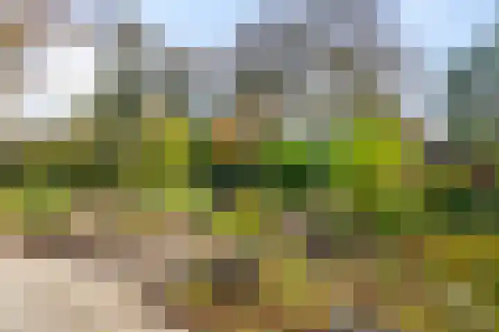 Vogelzand 3628 Julianadorp thumbnail 19