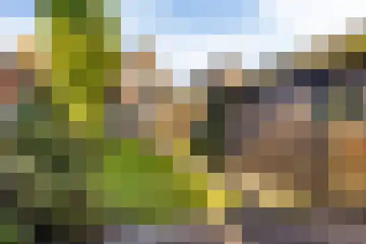 Vogelzang 112 Drachten thumbnail 25