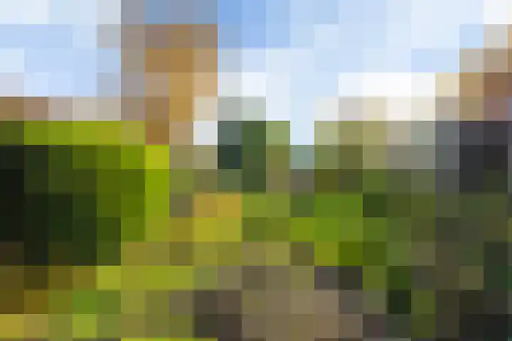 Vogelzang 112 Drachten thumbnail 4