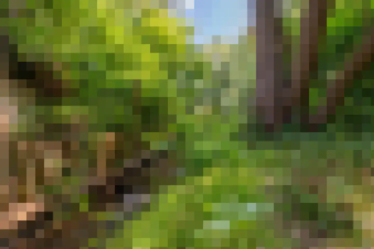 Vogelzang 15 Meerssen thumbnail 43