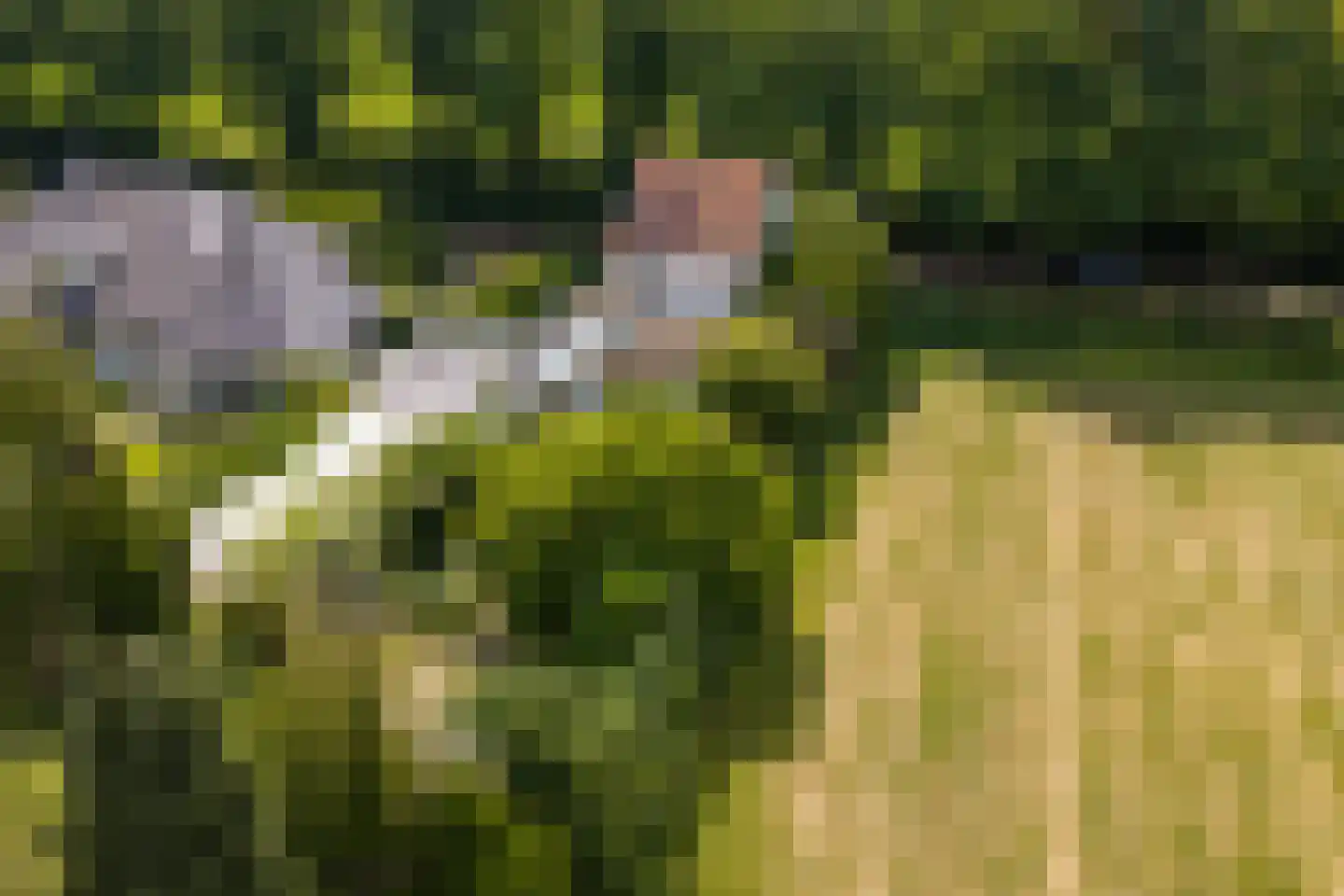 Vogelzang 15 Meerssen thumbnail 45