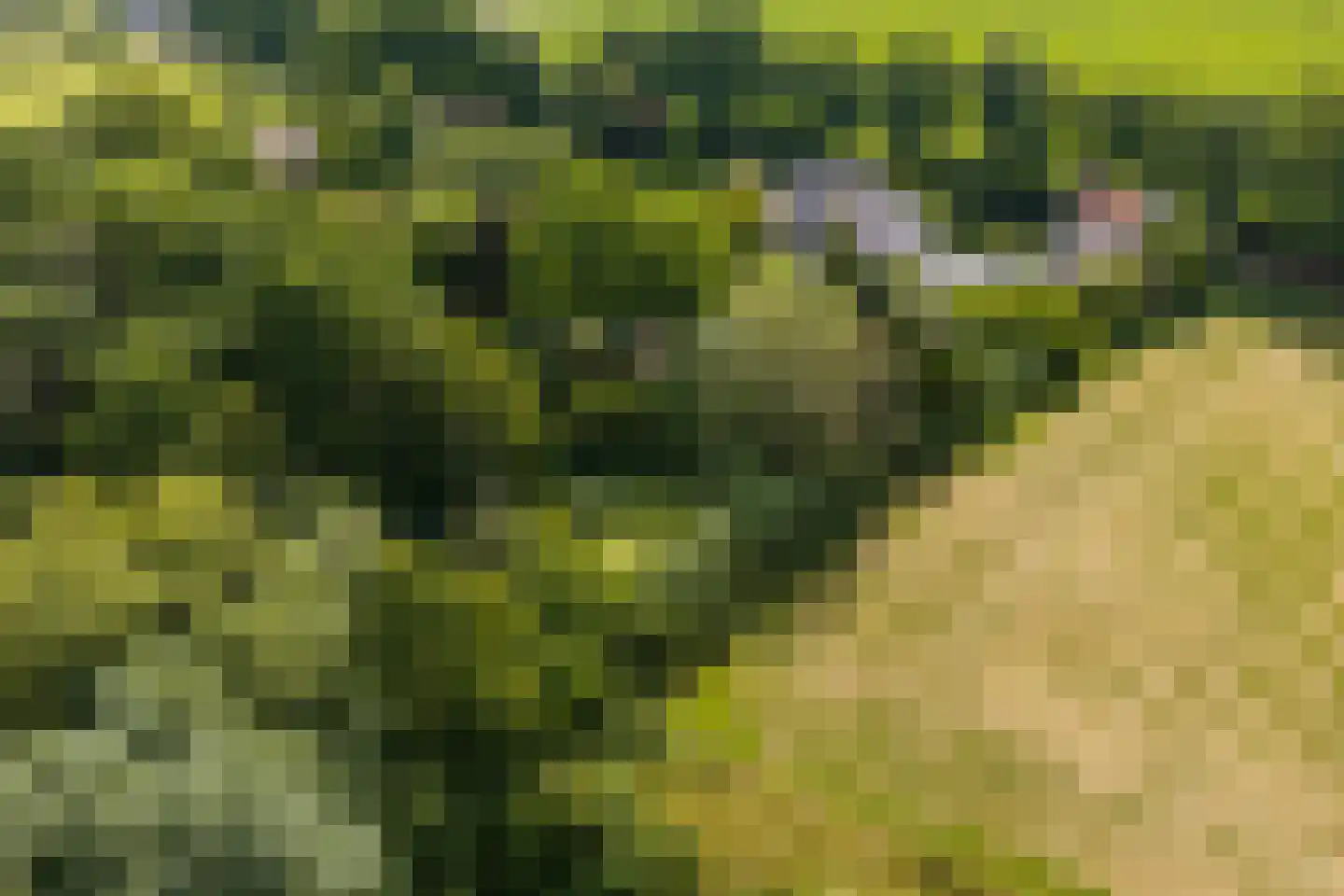 Vogelzang 15 Meerssen thumbnail 46
