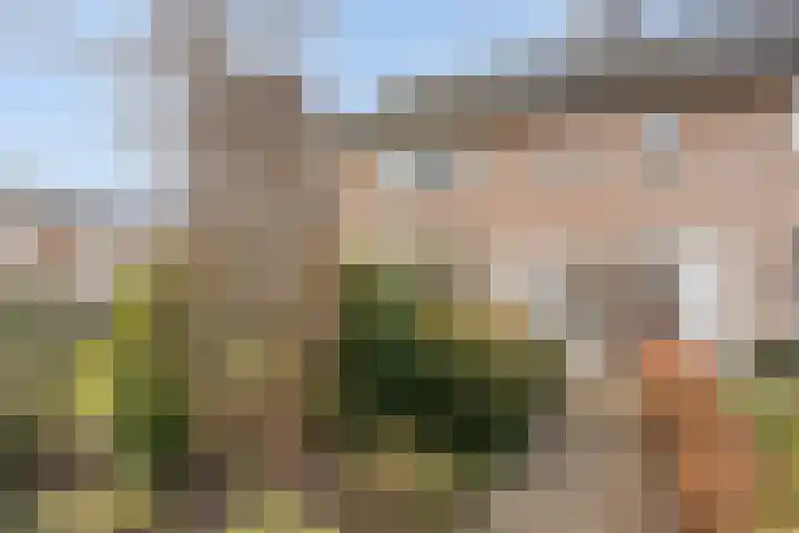 Vogelzang 8 Heino thumbnail 6