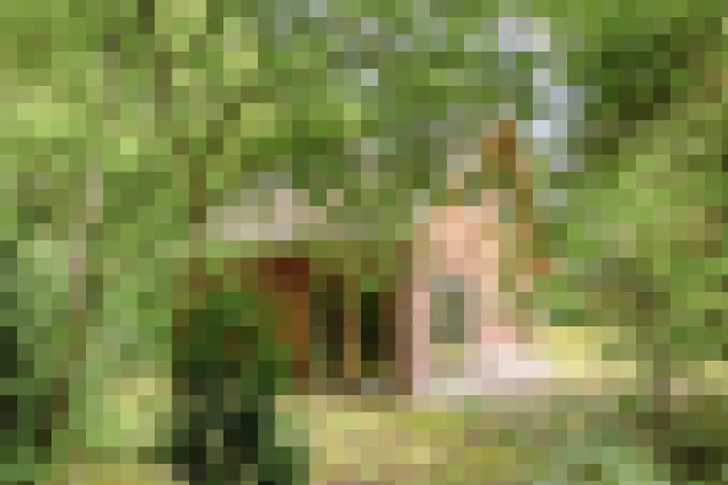 Vogelzangpad 3 Norg foto 2