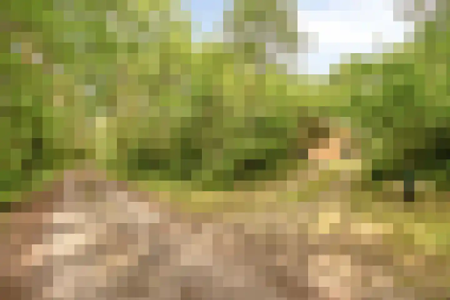 Vogelzangpad 3 Norg foto 3