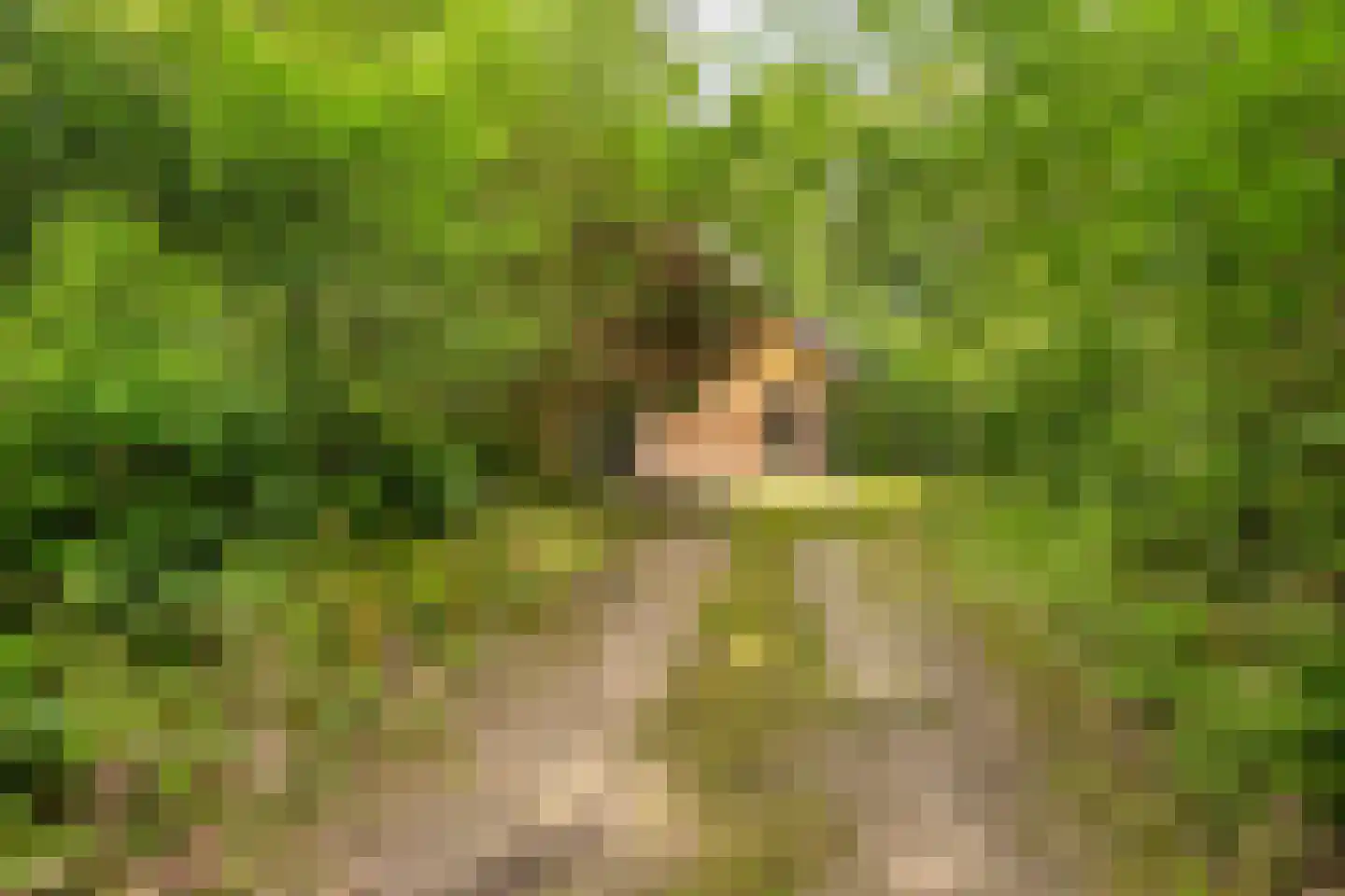 Vogelzangpad 3 Norg thumbnail 4