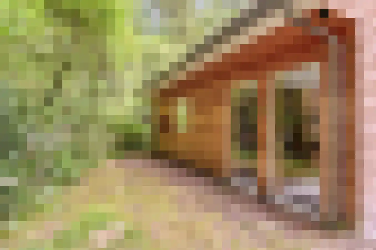 Vogelzangpad 3 Norg thumbnail 42