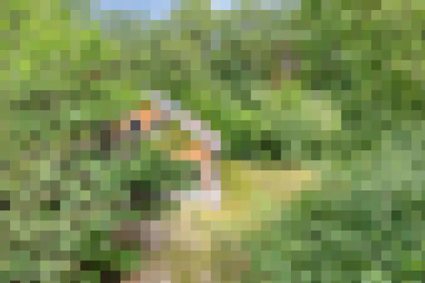 Vogelzangpad 3 Norg thumbnail 44
