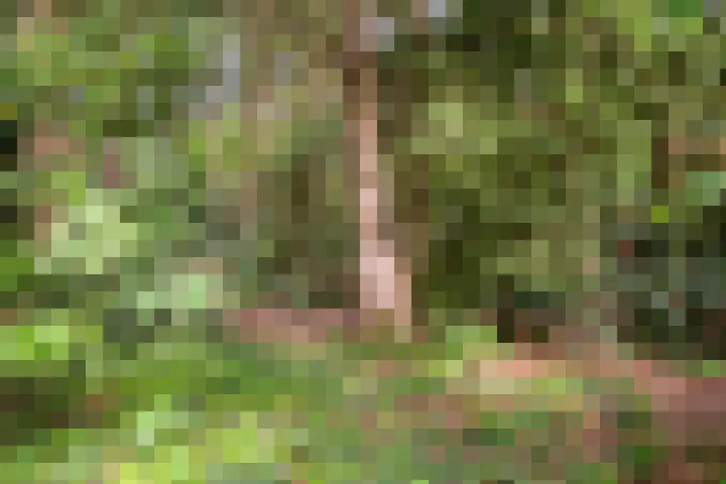 Vogelzangpad 3 Norg thumbnail 48