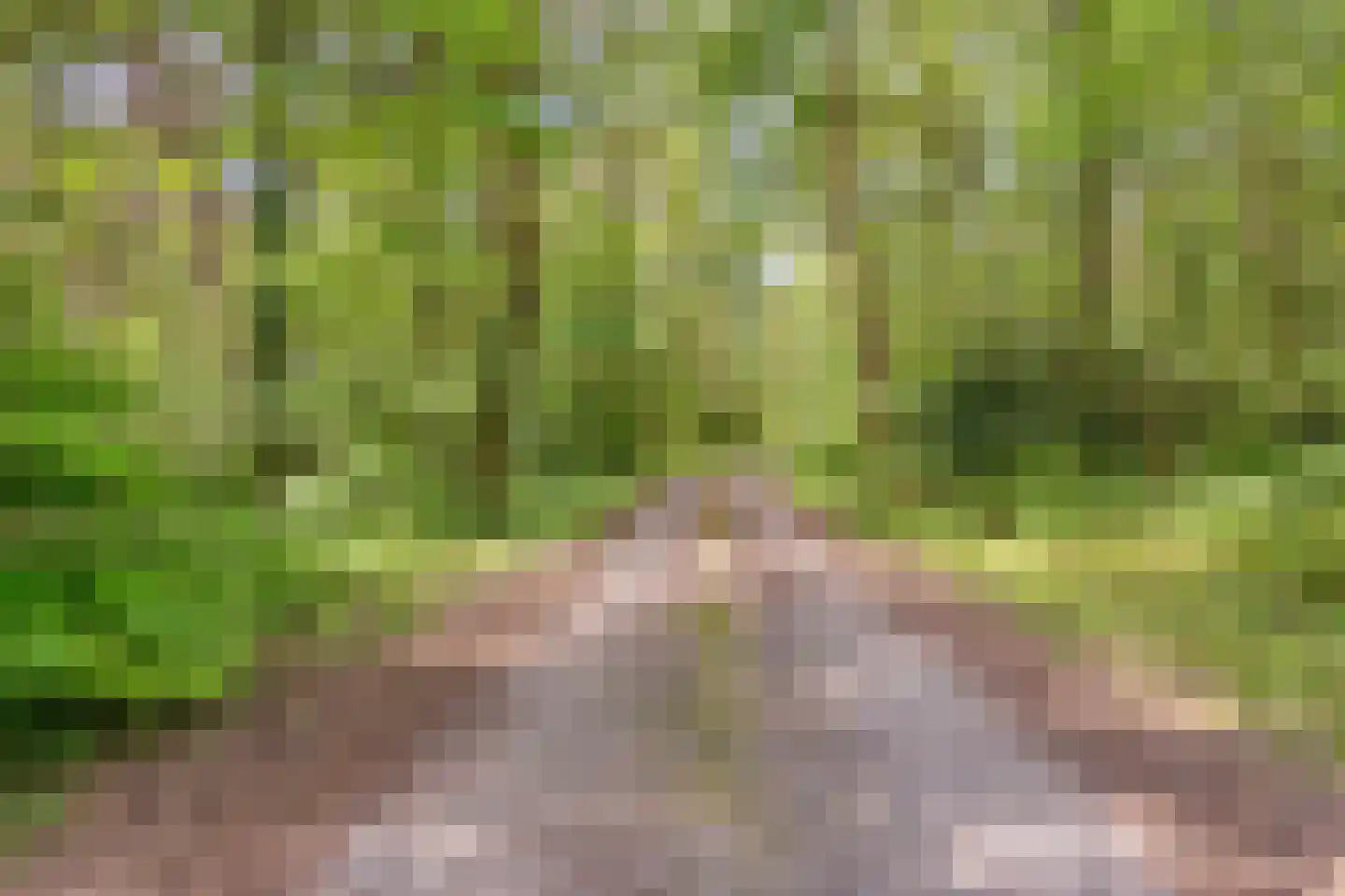 Vogelzangpad 3 Norg thumbnail 49