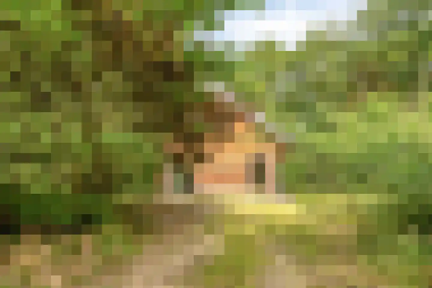 Vogelzangpad 3 Norg thumbnail 5